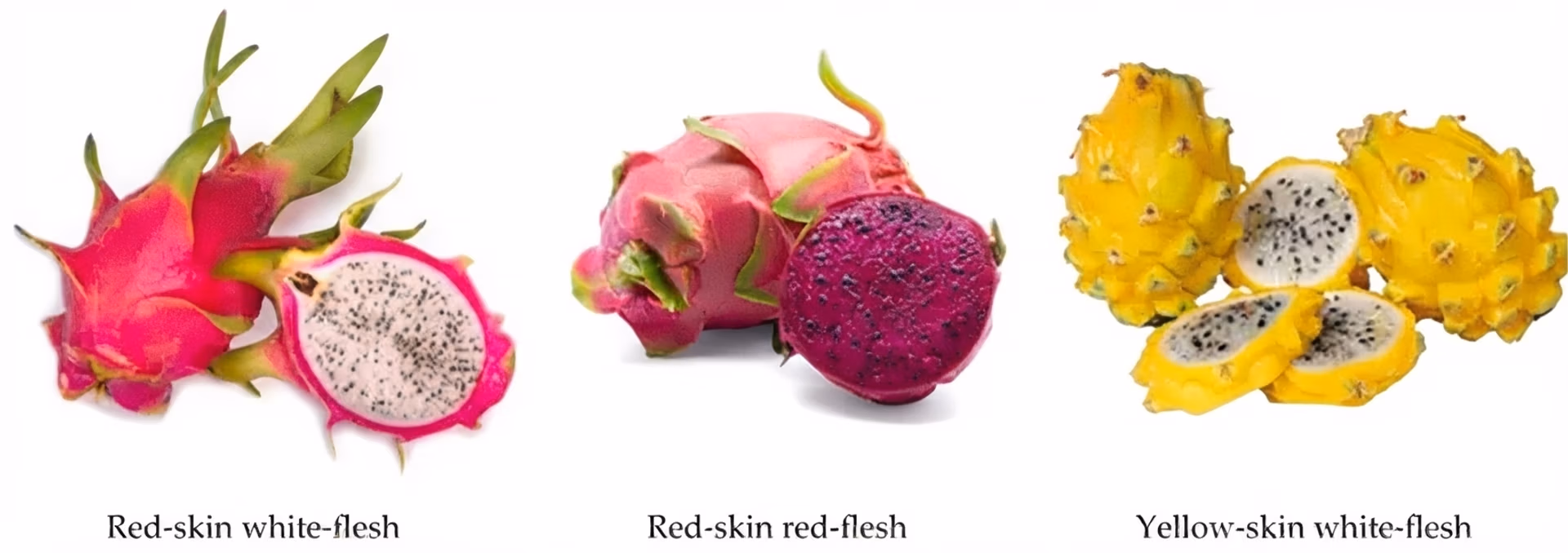 Different varieties of dragon fruit with respect to color