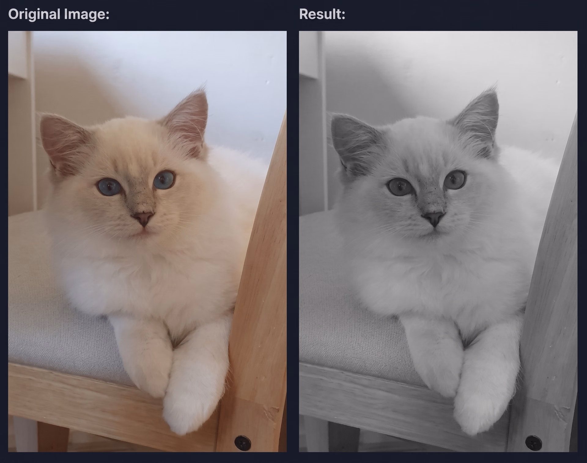 Grayscale augmentation applied to an image of a cat