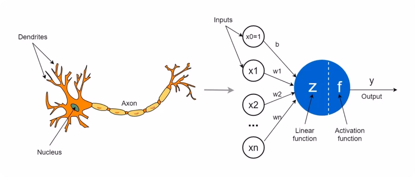 Un perceptrón es una neurona artificial individual