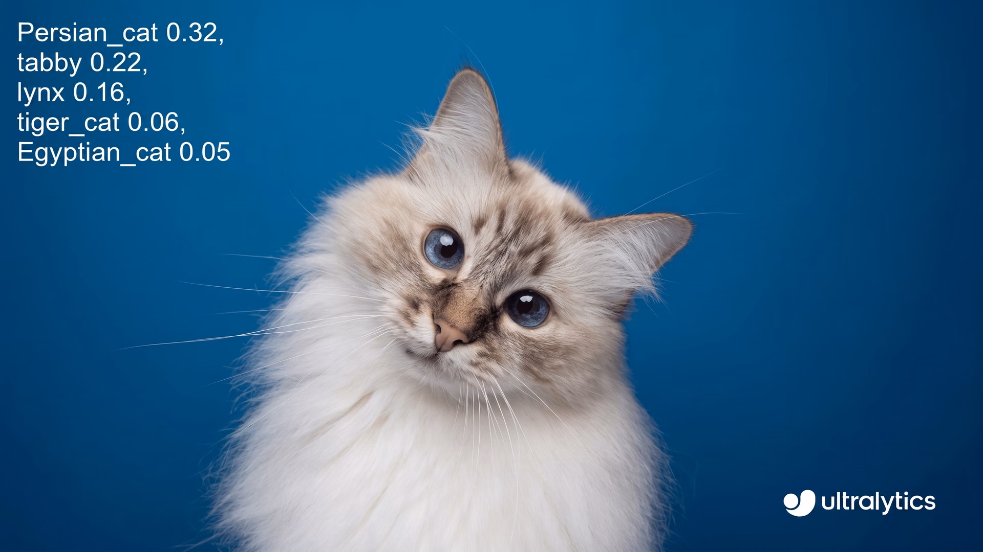 Classifying different cat breeds using YOLO11