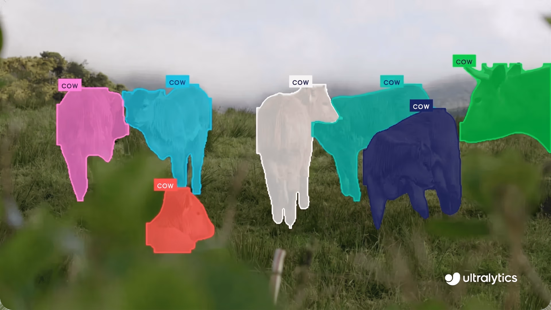 Monitoring cattle using instance segmentation