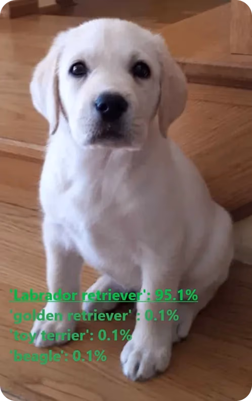 Utilizzo di ResNet-50 per classificare l'immagine di un cane