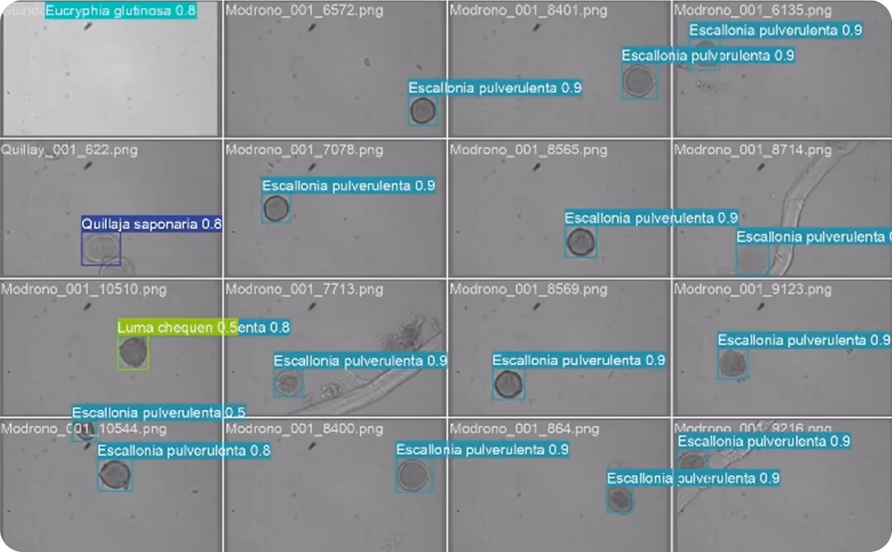 Modelo de visión artificial clasificando tipos de granos de polen bajo un microscopio