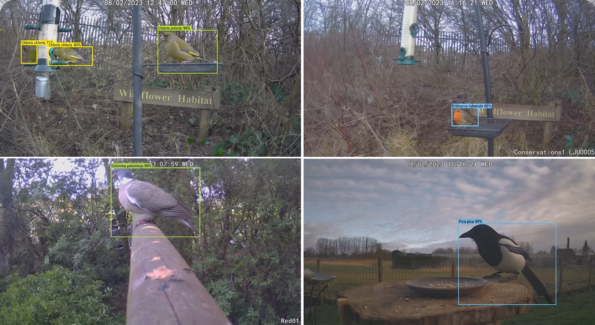 Examples of detecting birds using computer vision