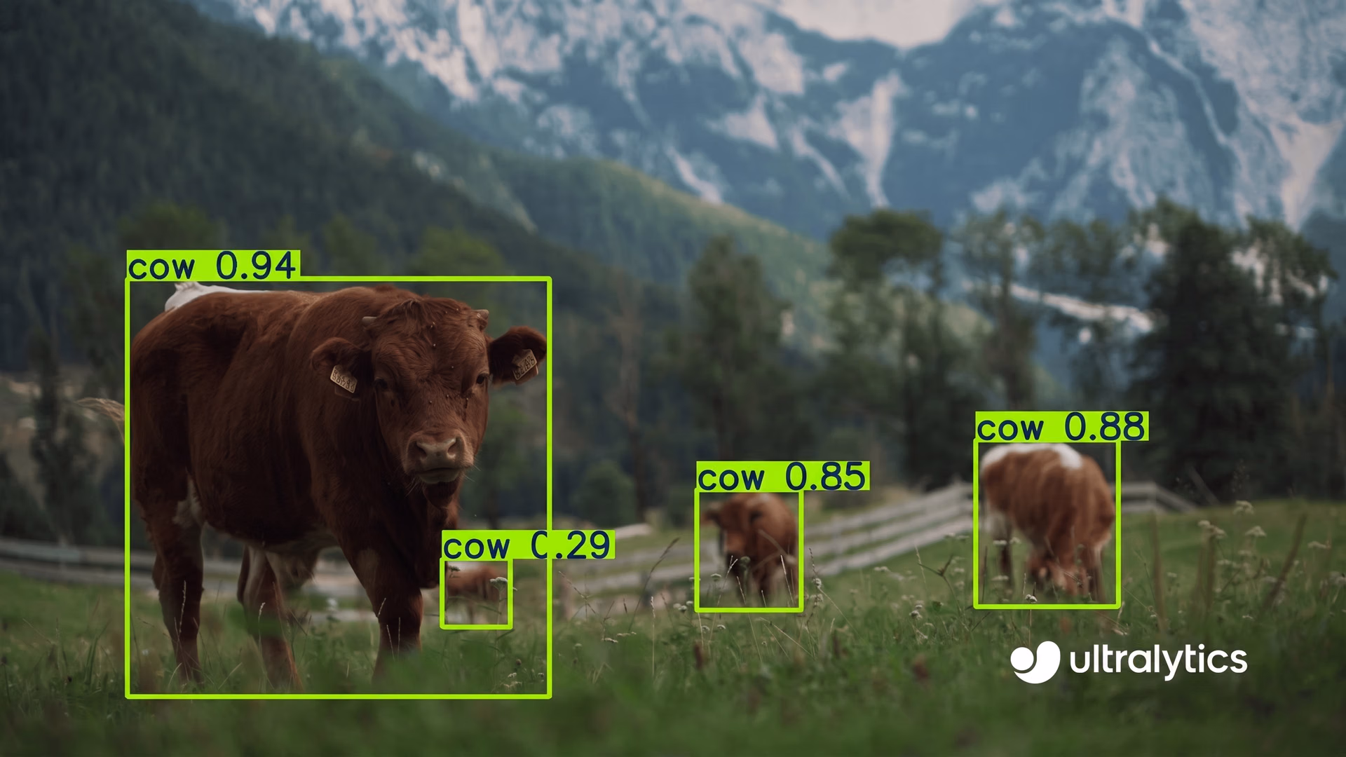 Ultralytics YOLO11 object detection monitoring cattle