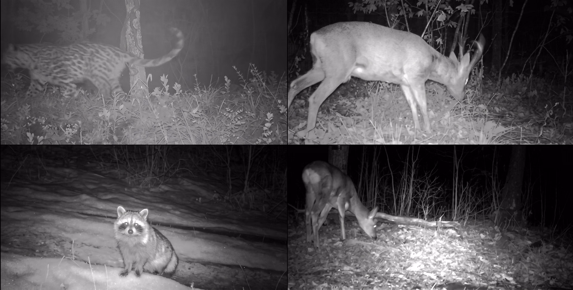 Identifying animals in images taken at night can be challenging