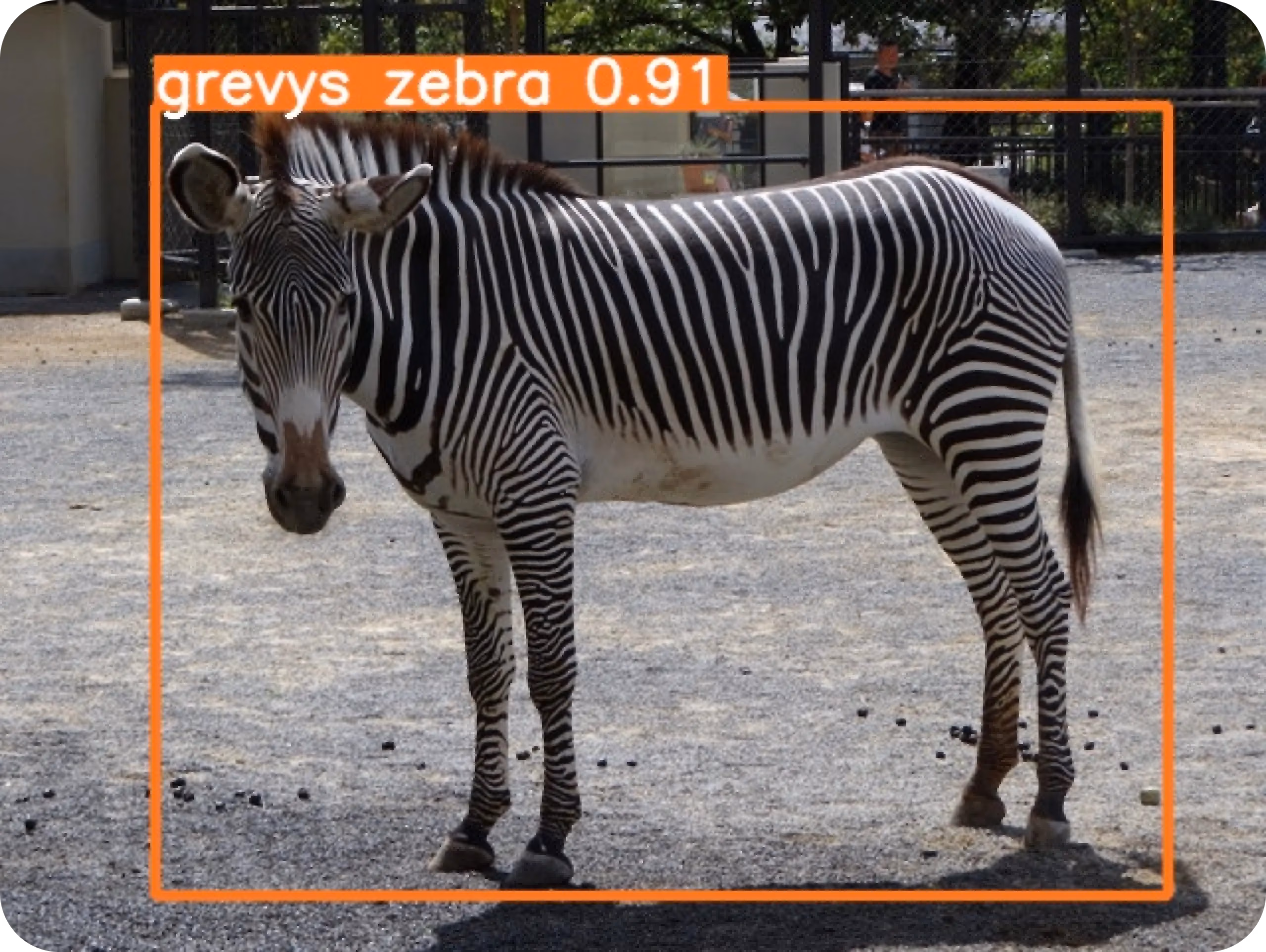 Zèbre de Grévy