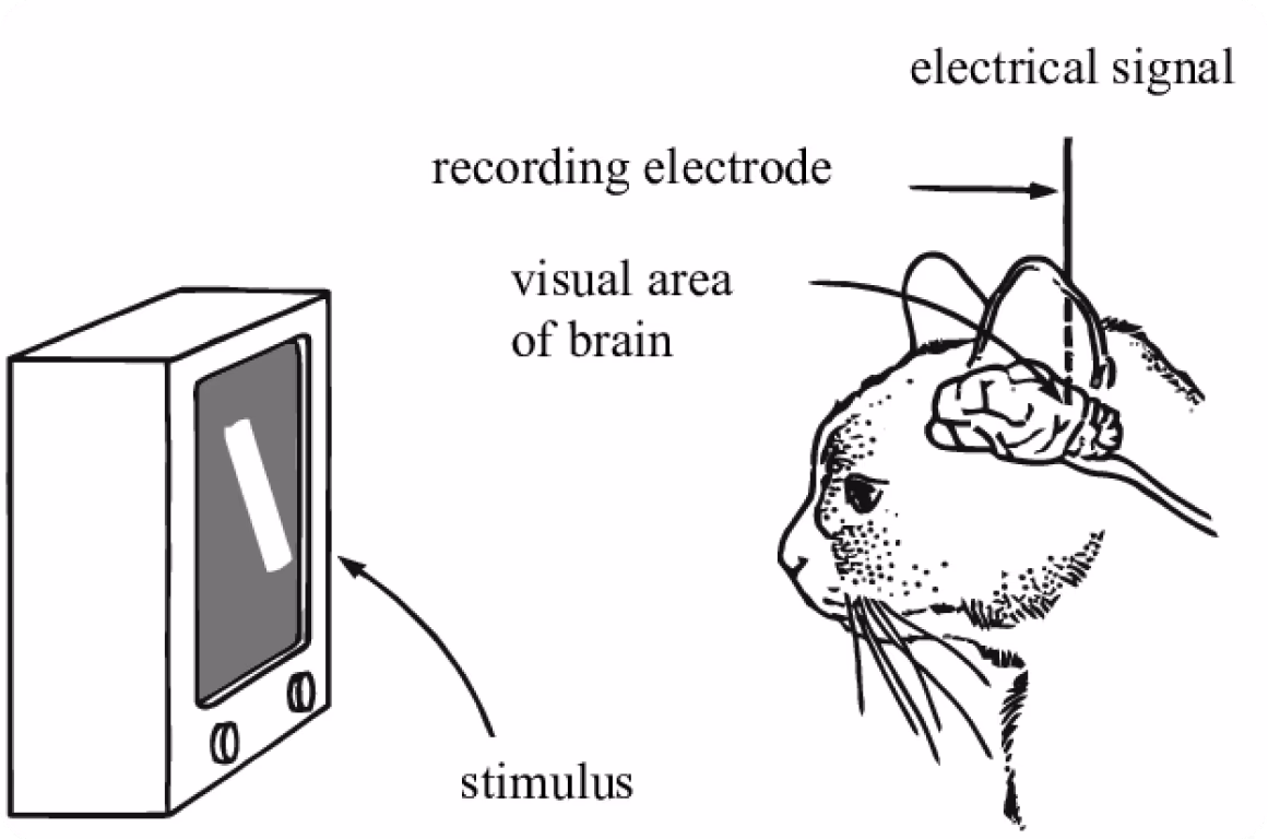 Esperimento sul cervello di gatto che ha ispirato l'estrazione di caratteristiche nella computer vision
