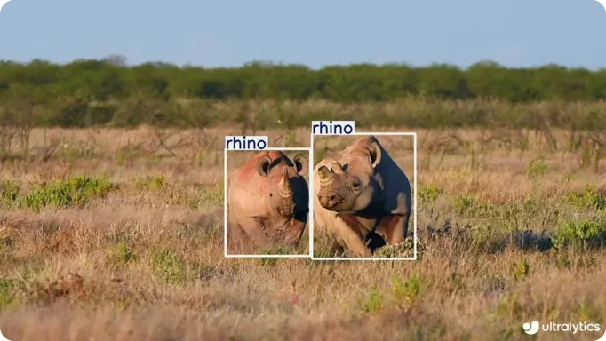 Uso di YOLO11 per rilevare animali
