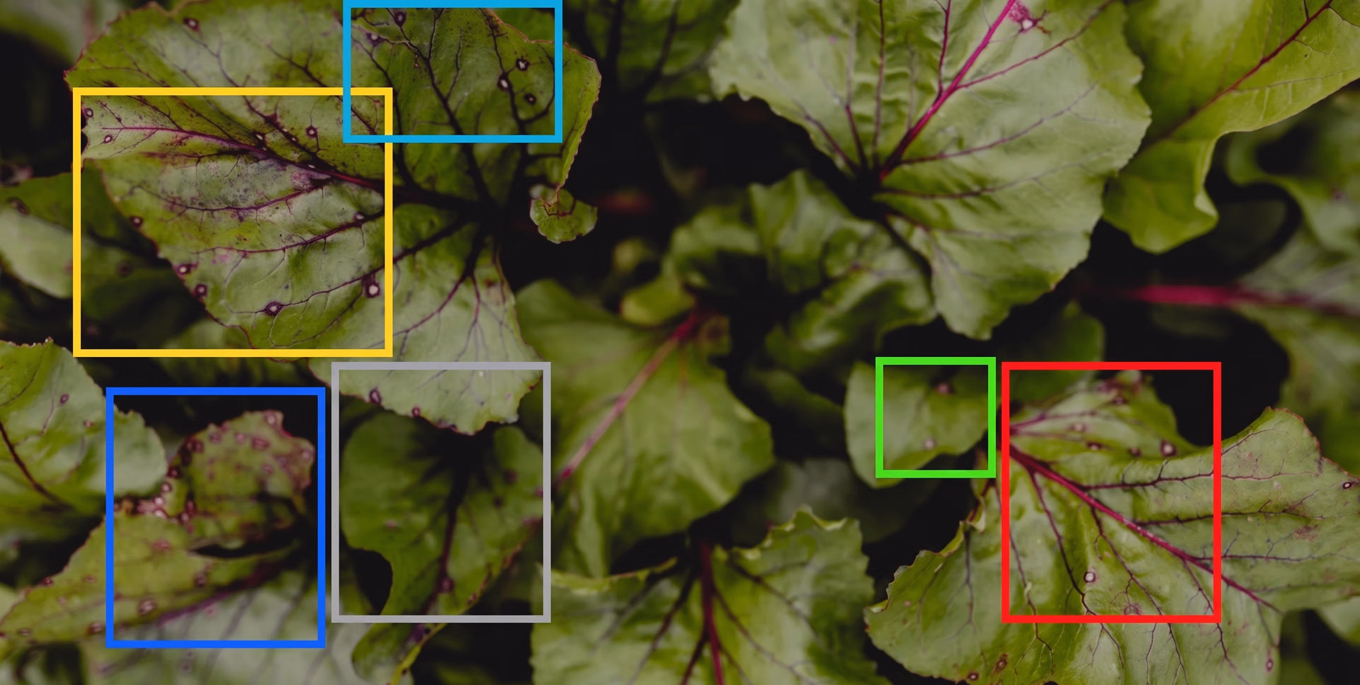 Early disease detection on crops