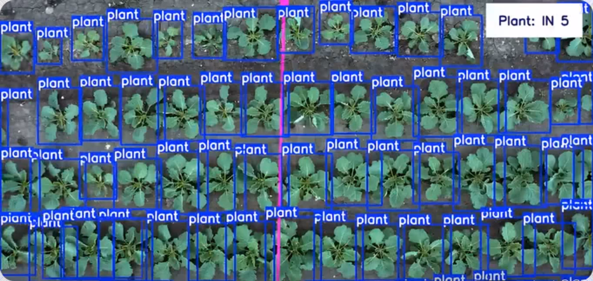 Ultralytics YOLO11 detecting weeds and counting plants for crop management