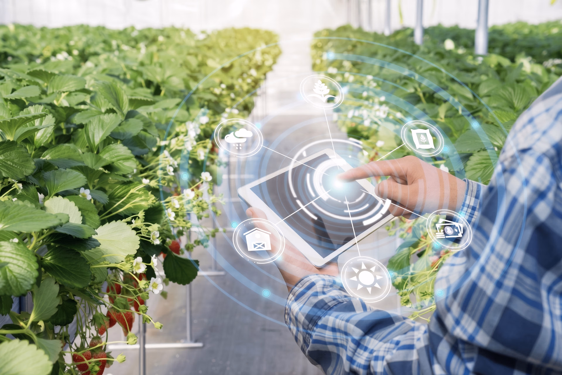 Role of AI in agriculture